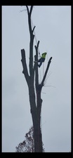 Logo for Franklins Tree Care