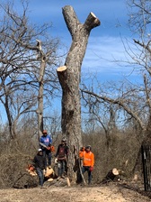 Two brothers tree services logo