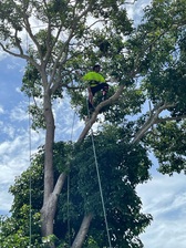 Safety First Tree Services, Inc. logo