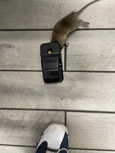 Avatar for Adapt Pest Control and Environmental Solutions, LLC
