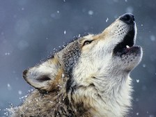 Avatar for Wolf Pride