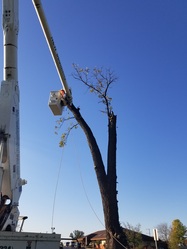 New Beginning Tree Services Company Inc logo