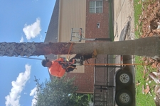 Guevara Tree Service logo