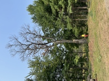 Avatar for Pro Cut Tree Service and Land Clearing, LLC