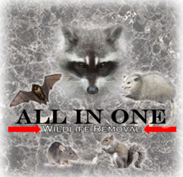 All in One Wildlife Removal, LLC logo