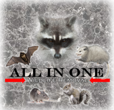 Avatar for All in One Wildlife Removal, LLC