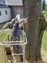 Avatar for Maine Tree Guy