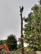 Avatar for Adams Tree Service