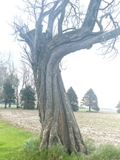 Avatar for Custom Care Tree Solutions