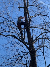 Avatar for Landis Tree Service