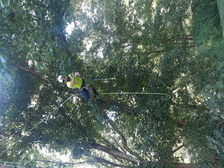 Avatar for High Mountain Tree Service