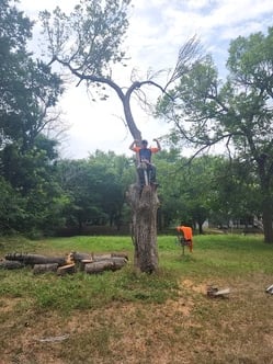 Jared's Tree Trimming and Removal logo