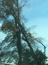 Logo for Stacy's Arborist and Tree Care