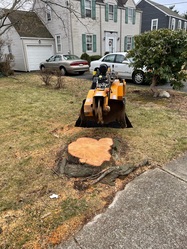 Daily Grind Stump Removal, LLC logo