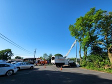 Carlos P Tree Service, LLC logo