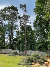 Vazquez Tree Service Llc logo