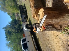 Logo for Tree Life Services