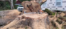 Bushwackers tree service llc logo