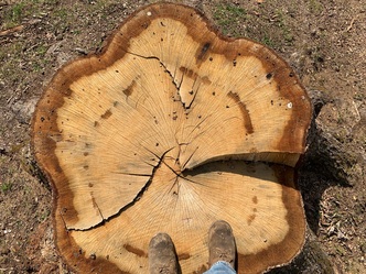 M&M Stump Grinding logo
