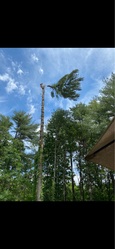 Cameron Pierce Tree Service LLC logo