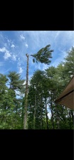 Avatar for Cameron Pierce Tree Service LLC