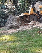 R. Tree Remover Svs, LLC logo