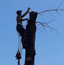 Logo for Hill Clan Tree Service, LLC