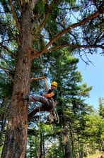 Logo for Betterwest Tree Service