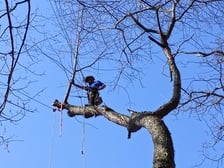 Avatar for DyKris Tree Service, LLC