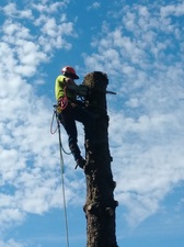 Avatar for Uprooted Tree Services, LLC