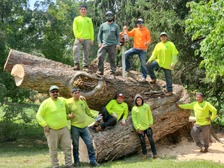 Logo for Ochoa Tree Service