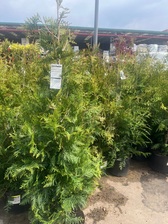 Avatar for Leo AA LI Landscaping Service