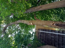 Rodas Tree Service, Corp. logo