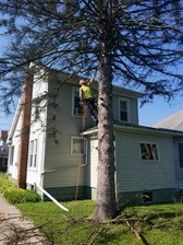 Hollenbaugh's Tree Service logo