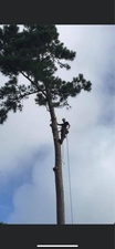 Avatar for Byrds Tree Service