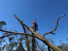 HomeGrown Tree Care LLC logo