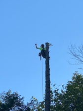 Avatar for Canopy Tree Service Inc