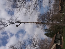 Avatar for All American Arboristry