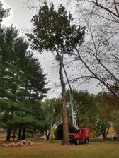 Avatar for Above Average Tree Service