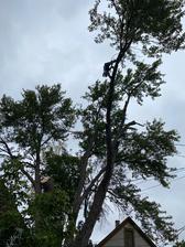 Avatar for Tree Services
