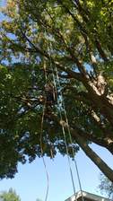 Avatar for FM Tree Service