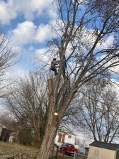 Avatar for ABC's Tree and Lawn Care