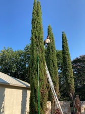 Narvaez Landscaping & Tree Service logo