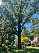Tree Service logo