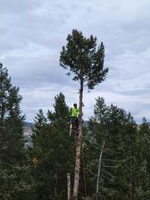 Tree Amigos, LLC logo