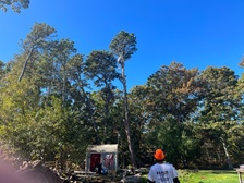 Avatar for Karls Tree Removal