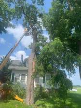 Avatar for Allens Tree Service