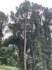 Avatar for Pine Cone Tree Services