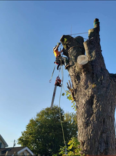 Good Fellers Tree Service logo