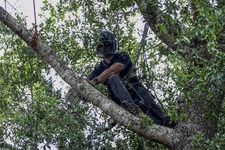 Coastal ArborWorks logo